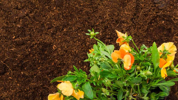 Free photo top view flowers on soil