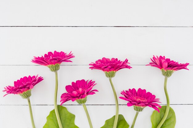 Top view flowers on wooden background