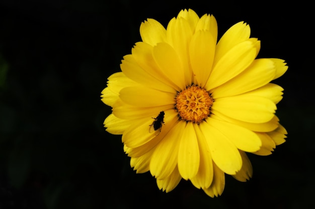 Top view of a fly  on a yellow daisy isolated