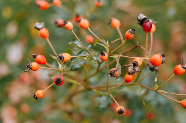 Top view focus shot of rose hips