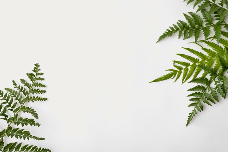 Free Photo top view foliage leafs with copy space