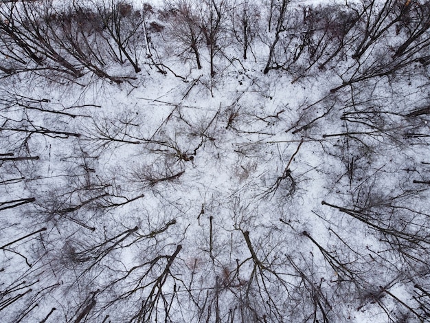 top view of a forest with trees covered with snow