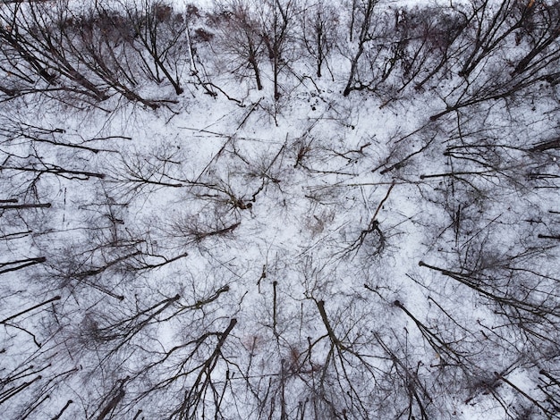 вид сверху на лес с деревьями, покрытыми снегом