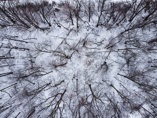 top view of a forest with trees covered with snow