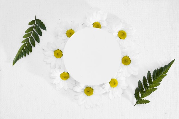 Top view frame made out of daisies and leafs