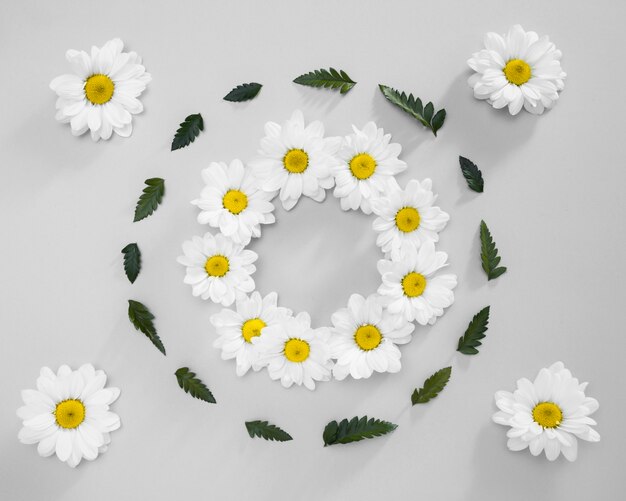 Top view frame made out of daisies