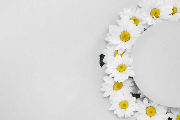 Top view frame made out of daisies