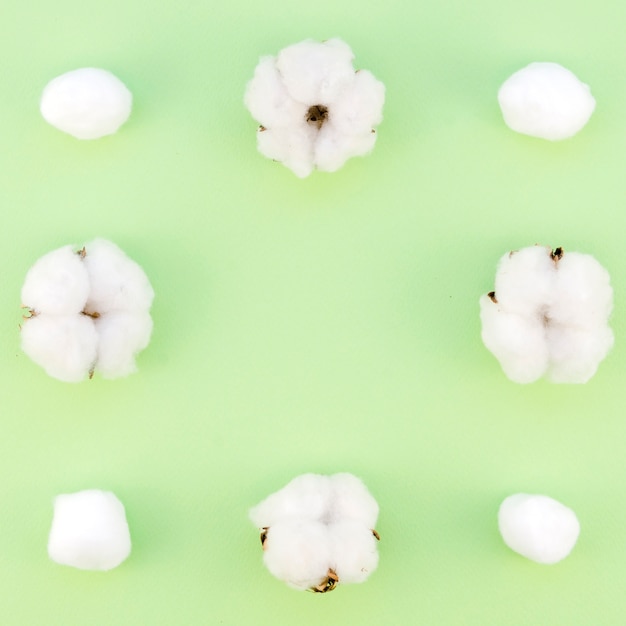 Top view frame with cotton flowers and green background