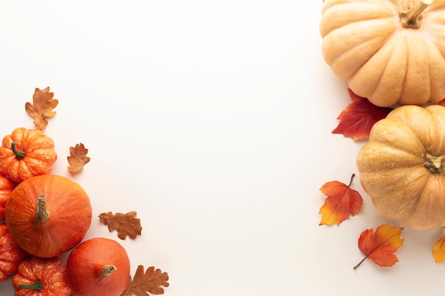 Top view frame with pumpkins on white background