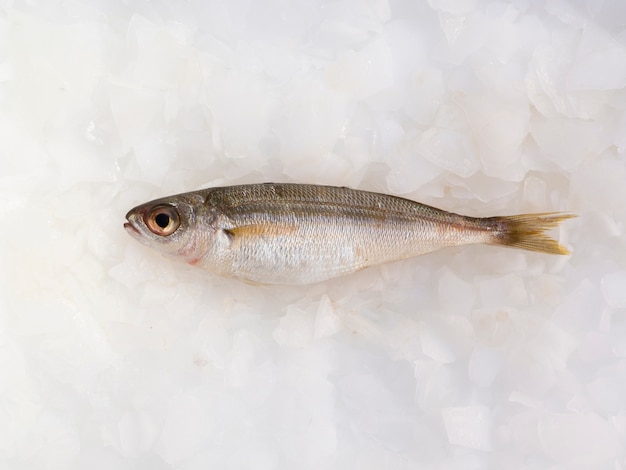 Top view fresh fish on ice cubes