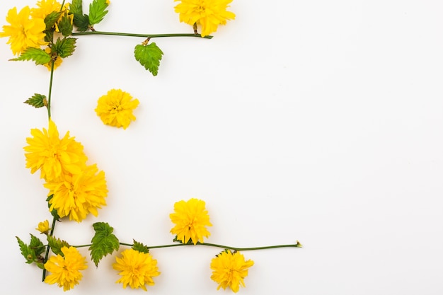 Top view of fresh flowers