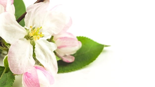 Top view of fresh flowers