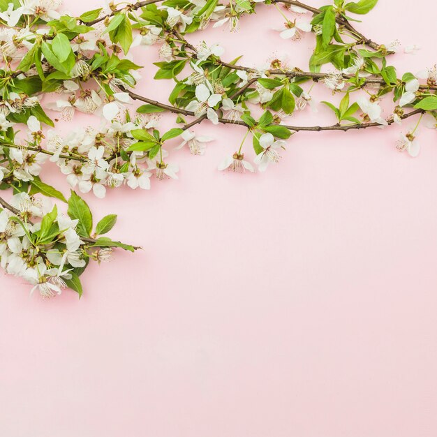 Top view of fresh flowers