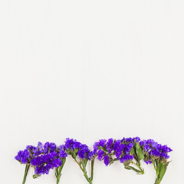 Top view of fresh flowers