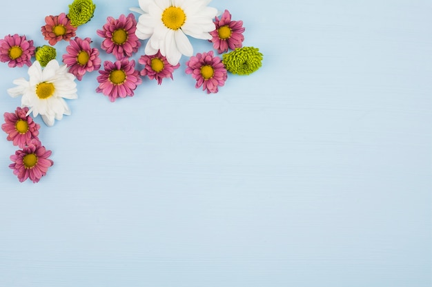 Top view of fresh flowers