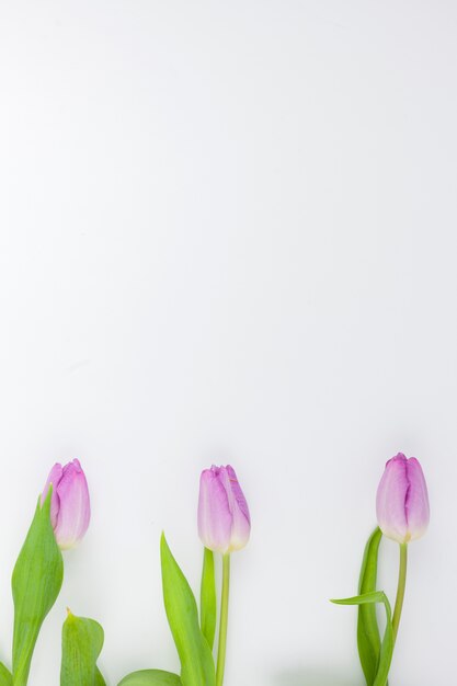 흰색 배경 위에 신선한 보라색 꽃의 상위 뷰