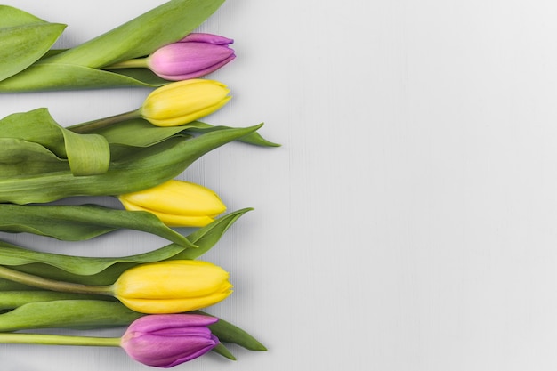 Top view of fresh tulips