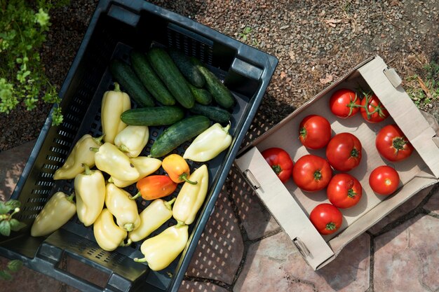 Top view fresh vegetables from a greenhouse