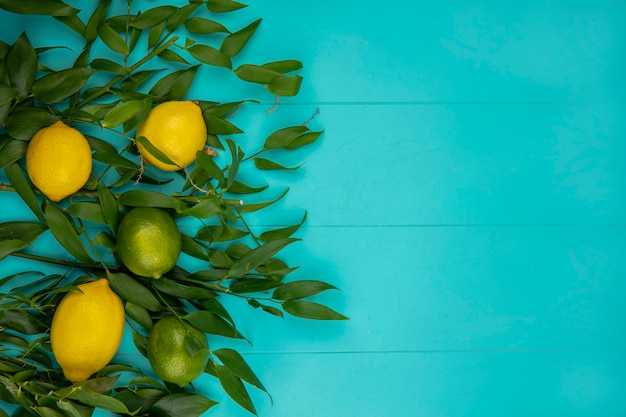 Top view of fresh yellow and green lemons with green leaves on blue with copy space