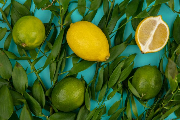 Top view of fresh yellow and green lemons with leaves on blue