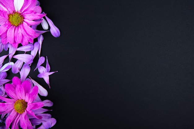 Top view of fuchsia color chrysanthemum flowers with scattered flower petals on black background with copy space