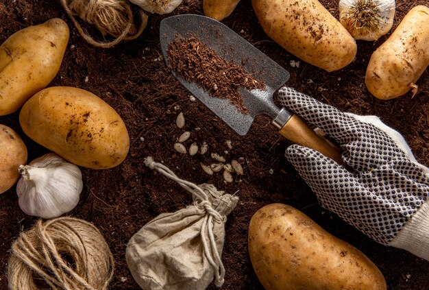 Top view of garden tool with potatoes and garlic