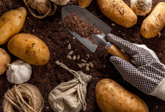 Top view of garden tool with potatoes and garlic