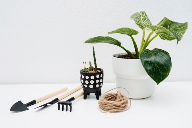 Top view gardening tools beside plant