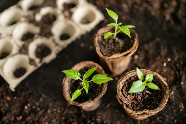 Top view gardening tools and flower pot