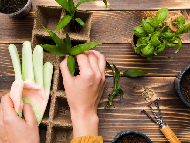 上面図の園芸工具および植物