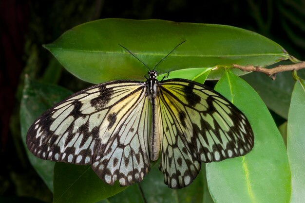 Top view gentle butterfly on leaf