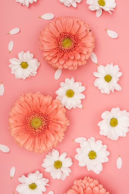 Free photo top view gerbera and white daisies