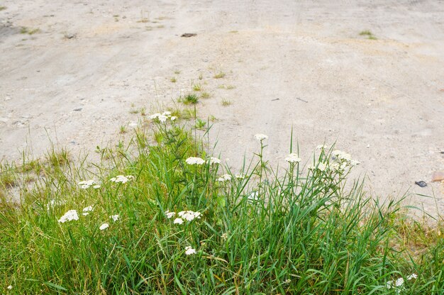 Top view of grasses with flowers on a sandy ground