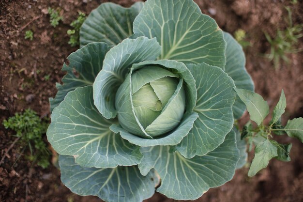 Top view of a green cabbage growing in the garden