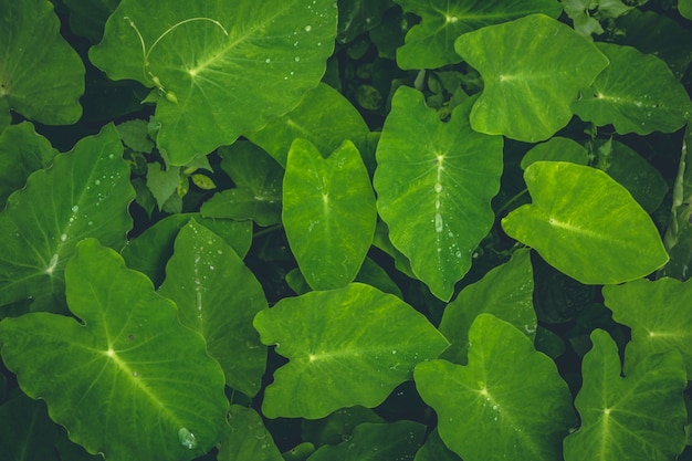 Top view of green forest plants