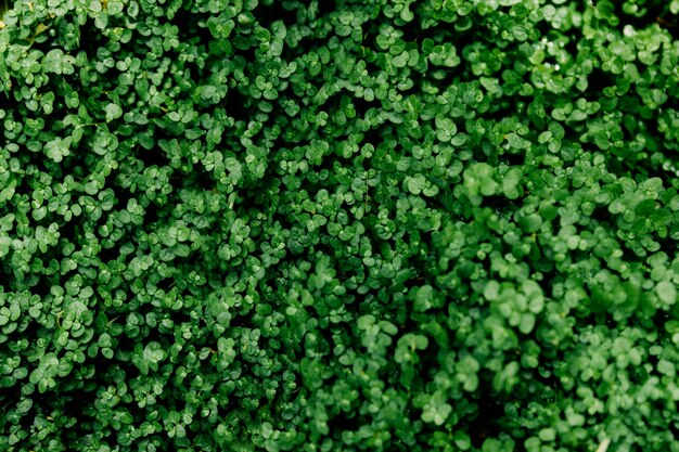 Top view of green fresh leaves