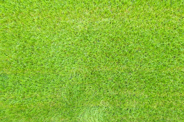 Top view of green grass background texture.