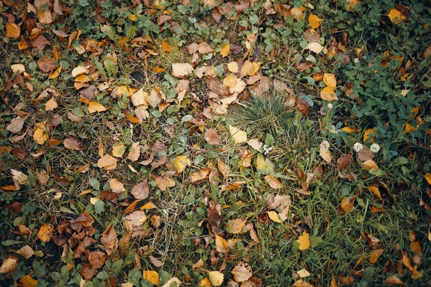 秋の黄色がかった葉で覆われた緑の草の上面図。湿った牧草地に横たわっている多くのカラフルな黄色と茶色の葉の水平方向のショット。秋、季節、自然と環境の概念
