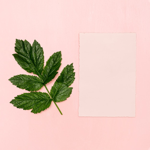 Top view green leaf with pink paper