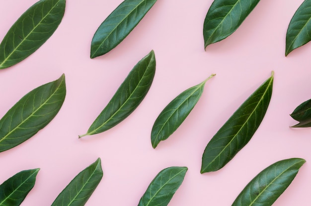 Top view of green leafs concept