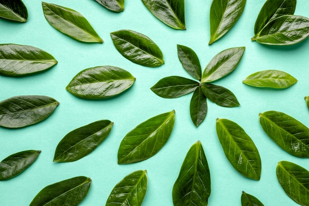 Top view green leaves assortment