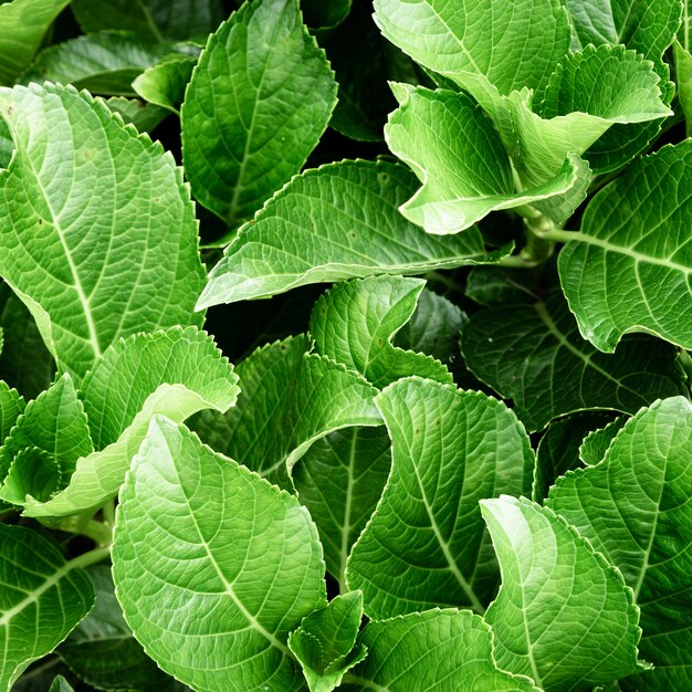 Top view green leaves background