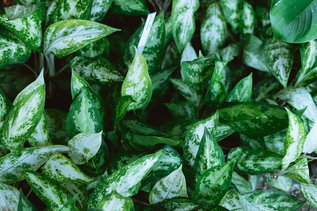 Top view of green leaves for background