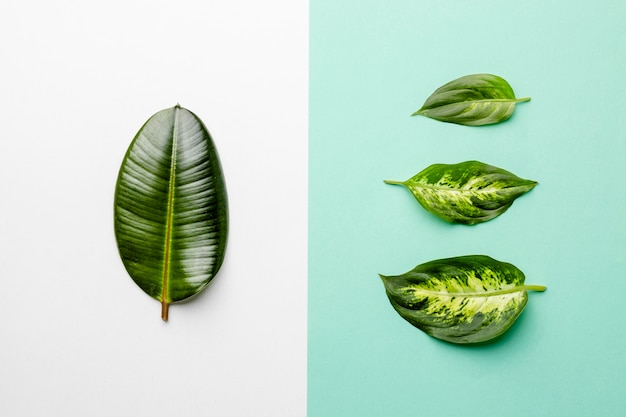 Top view green leaves on bicolored background