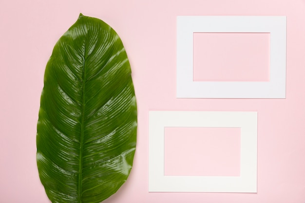 Top view green leaves next to rectangle paper shape