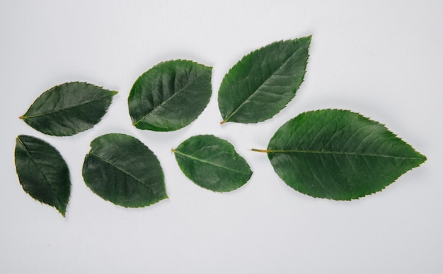 Free photo top view of green leaves of rose flower isolated on white background