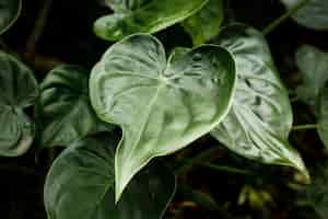 Free photo top view green leaves with blurred background