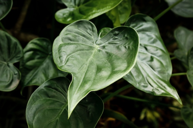 Top view green leaves with blurred background