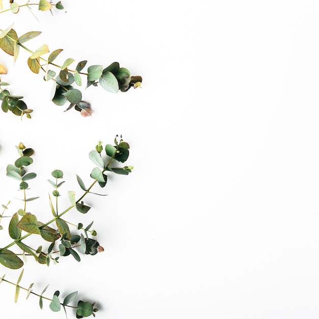 Top view of green leaves