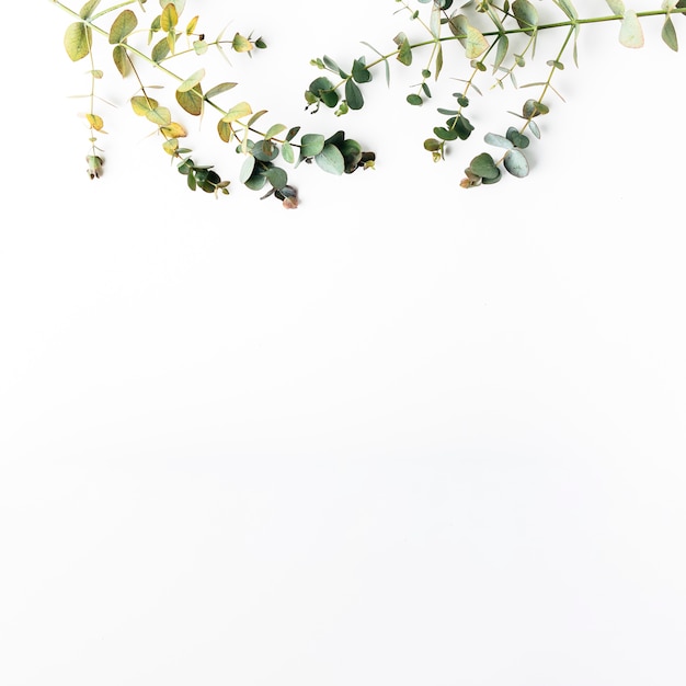 Top view of green leaves